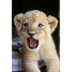 Little lion and Little wolfie