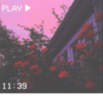 ~ b l o s s o m s~