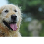 samcwcsn's dogs