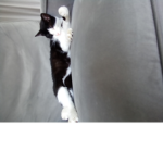 Cute kitty answers