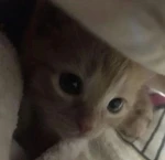 teecat Group Thumbnail