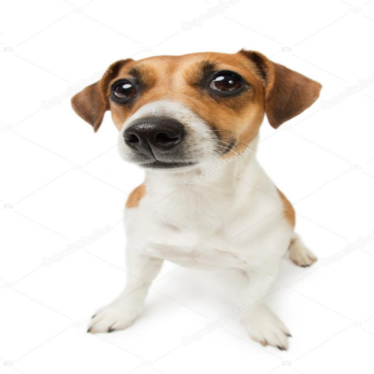 this dog (this dog) Roblox decal