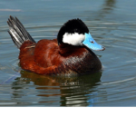 Ruddy Ducks