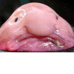 Blobfish fans