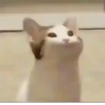 The Cat Empire of the Multiple Lives