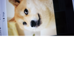 Doge kid