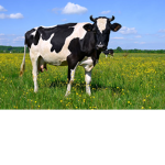 Bad Cows
