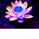 pick the flower