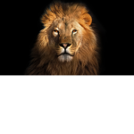 Lion Fan CIub