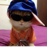 dah cats united