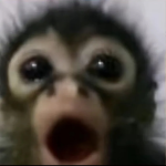 Monkeys and cacas