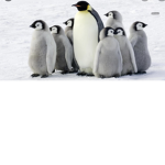 L0S PINGUIN0S