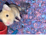hamster army (we will takeover the world!)