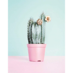 Cactus Squad :)