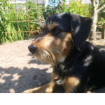 only join this group if you love dogs