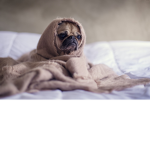 • The pug palace •