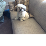 Roxie dog club