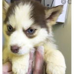Puppy love cuteness