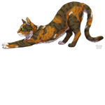 Warrior Cats:Ultimate Edition Fan Club