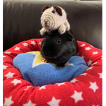 Oreo group Guinea piggggg!!!!