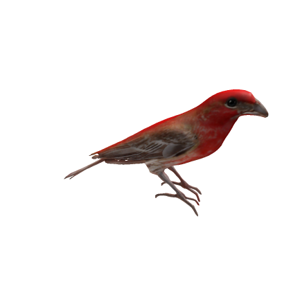 House Finch