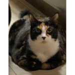 The People Of The Cats