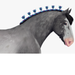 Iris Horse Riding Academy