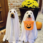 Doggie diva’s!