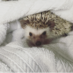 Ollie the heaghog