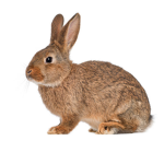 Bunny cool games