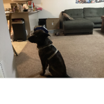 The adorable dog