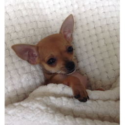 chihuaroleplay
