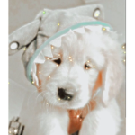 Puppies Army!