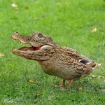 the crocoduck's