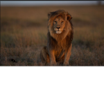Lion Queens