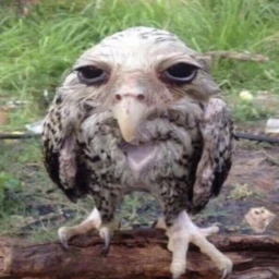 save lamont obby icon