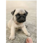 Pugs will be my life