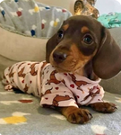 CallmeBella