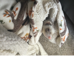 Ferrets are too cute