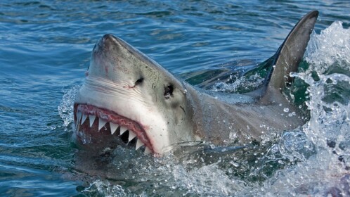 shark survival simulator