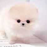 dog kaya cool
