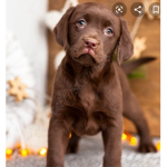 CHOCLATE LABRADOR SQUAD