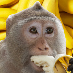 Bens Bananas