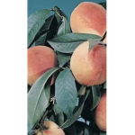 Summer_Peaches