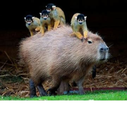 Capybara obby