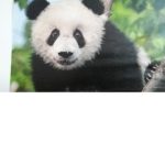 Panda Bär gruppe