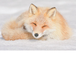 Animal Protection Service