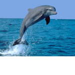 DETECTIVE DOLPHINS