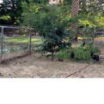 chickens are good!