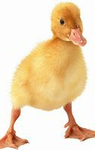 DuckyKingdom